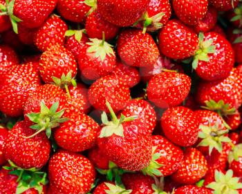 Strawberries. Organic Berries Closeup. Ripe Fresh Strawberry Background