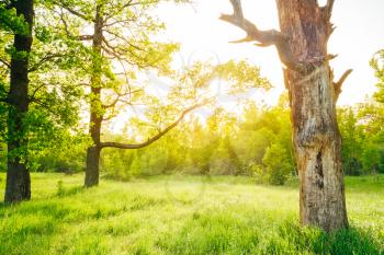Summer Sunny Forest Old Oak Trees. Nature Green Wood Sunlight Backgrounds