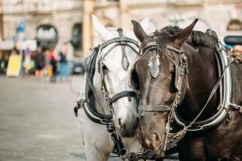 Two Horses - White And Black - Are Harnessed To A Cart For Driving Tourists In Prague Old Town Square