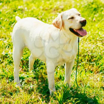 White Labrador Retriever Dog Standing On Green Grass Outdoor