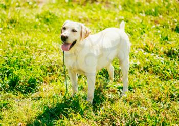 White Labrador Retriever Dog Standing On Green Grass Outdoor Outside