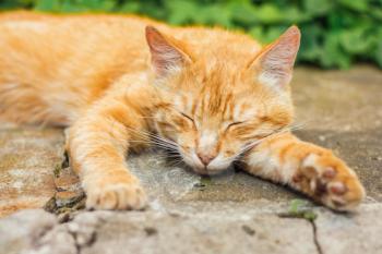 Young Red Cat Kitten Sleeping Outdoor