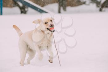 Funny Labrador Dog Playing With Toy And Running Outdoor In Snow, Winter Season. Playful Pet Outdoors.