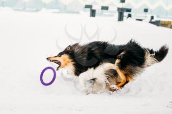 Funny Young Shetland Sheepdog, Sheltie, Collie Playing With Ring And Fast Running Outdoor In Snow, Winter Season. Playful Pet Outdoors.