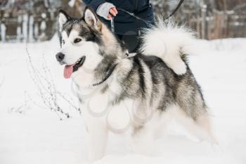 Alaskan Malamute Playing Outdoor In Snow, Winter Season. Playful Pets Outdoors.