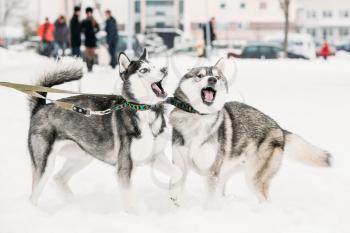Two Funny Husky Dogs Play Together Outdoor In Snow At Winter Day. Funny Pets