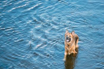 The Bathing Wallowing In Blue Water Of River Lake Alsatian Wolf Dog Long-Haired Wet Black And Red And Tongue. Deutscher, German Shepherd Dog. Copy Space