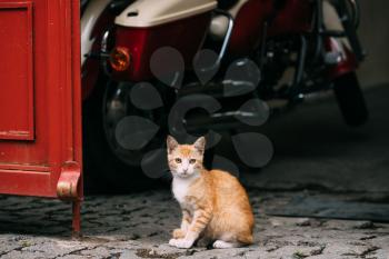 Funny Red And White Colors Cute Homeless Cat Kitten Sitting Outdoor In Street Near Scooter