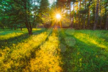 Sunlight In Forest, Summer Nature. Sunny Trees And Green Grass. Woods Background
