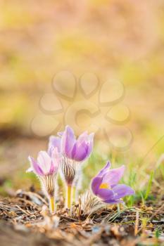 Wild Spring Flowers Pulsatilla Patens. Flowering Plant In Family Ranunculaceae, Native To Europe, Russia, Mongolia, China, Canada And United States.