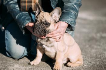 Funny Lovely French Bulldog Dog Puppy In Park Outdoor. Popular breed of dog