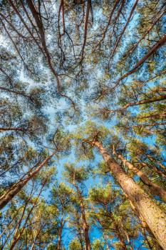 Canopy Of Tall Pine Trees. Upper Branches Of Woods In Coniferous Forest. Low Angle View. Summer Pinewood, Bottom Wide Angle View Of Tall Thin Evergreen Pines, Blue Sky Background. Russian Nature