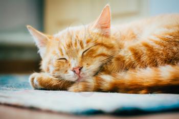 Peaceful Orange Tabby Male Kitten Curled Up Sleeping On Floor
