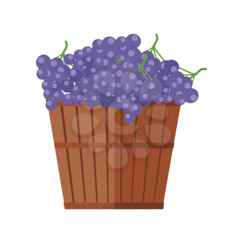 Wooden barrel with bunches of red wine grape. Vineyard grape icon. Wine barrel with red grapes icon. Wine grape icon. Isolated object in flat design on white background. Vector illustration.