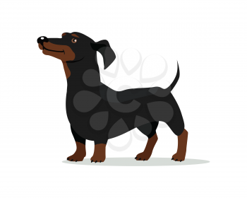 Dachshund or badger dog breed flat design vector. Purebred pet. Domestic friend and companion animal illustration. For pet shop ad, animalistic hobby concept, breeding illustration. Canine portrait