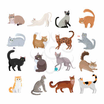 Set of icons with cats. Flat design vector. Variety breeds cats in different poses sitting, standing, stretching, playing, lying. For veterinary clinic, pet shop advertising. Collection of kittens
