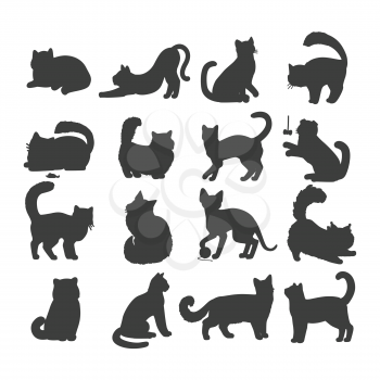 Different breed cats. European shorthair, exotic, bengal, somali, maine coon cats heads flat vector illustrations set isolated on white background. For pet shop ad, animalistic hobby concepts