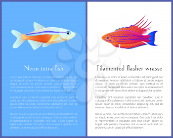 Filamented flasher wrasse and neon tetra fish. Freshwater aquarium fish icons on blue and white color background in cartoon style vector illustration