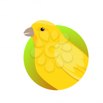 Canary vector. Domestic songbird concept in flat style design. Illustration for pet stores advertising, childrens books illustrating. Beautiful yellow canary bird seating on brunch isolated on white.