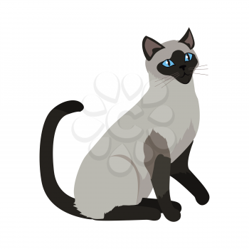 Siamese cat breed. Cute grey cat seating flat vector illustration isolated on white background. Purebred pet. Domestic friend and companion animal. For pet shop ad, animalistic hobby concept, breeding
