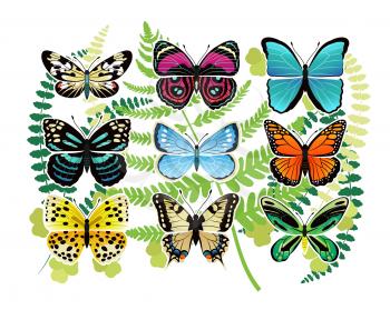 Tropical butterflies species of bright colors and with various patterns on leaves as background vector illustrations set.