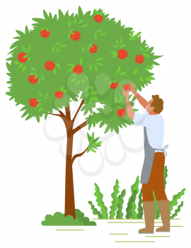 Agriculture gardener vector, isolated fruit tree with red apples. Flat style character working with plants in autumn, harvesting season reaching peak. Picking apples concept. Flat cartoon