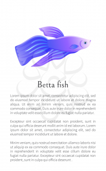 Blue betta fish, siamese fighting fish graphic icon. Freshwater aquarium agressive pet on blank background in cartoon style vector illustration.
