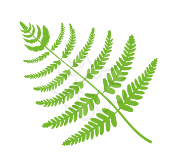 Fern plant big green leaf, filicales brunch closeup, foliage of maidenhair fern, natural plant and decoration vector illustration isolated on white