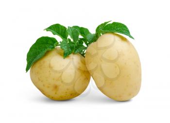 Fresh potatoes with green leaves isolated on white background