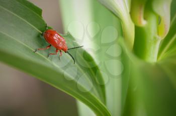 Red lily beetle on the leaves 
