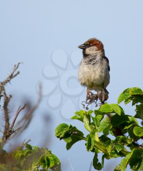 A sparrow on the lookout