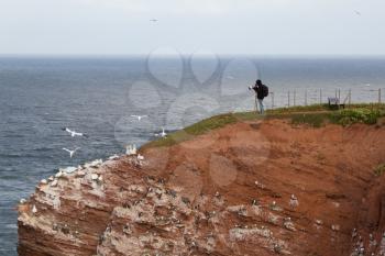 A photographer is photographing the gannets on Helgoland