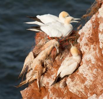 A deceased gannet is hanging on a rope at a gannet colony