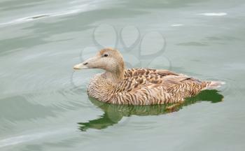 A common eider is swimming in the sea