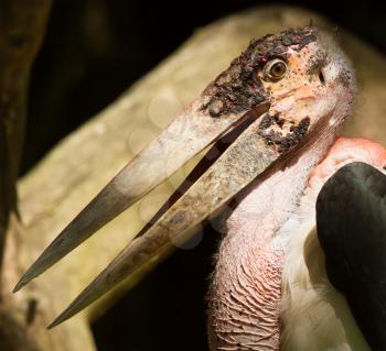 A close-up of an marabu in a dutch zoo