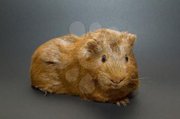 A guinea pig with a grey background