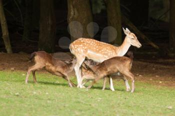 A fallow-deer is feeding its youngsters