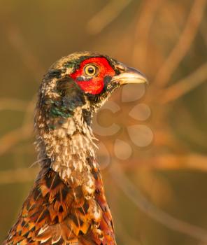 A close-up of a pheasant