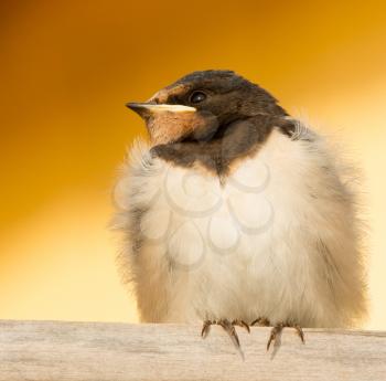 A young swallow on a roof