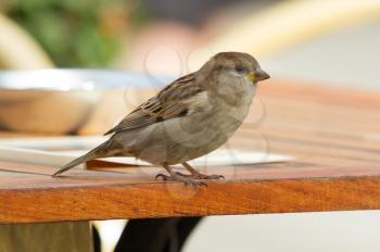 A sparrow is standing on a table