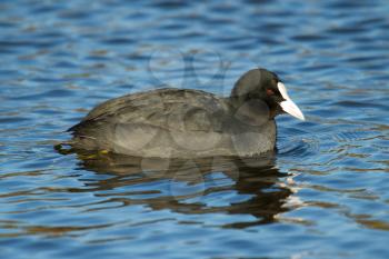 A common coot in the water