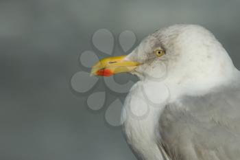 A close-up of a herring gull