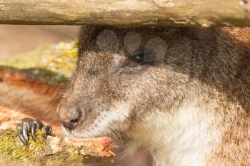 An eating parma wallaby in a dutch zoo