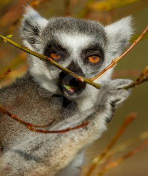 Ring-tailed lemur (Lemur catta) in a dutch zoo