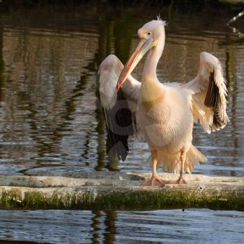 A pelican in a dutch zoo (Friesland)