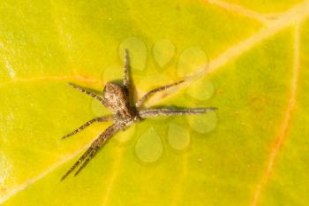 A small spider on a green leaf