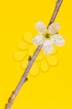 Flower in a tree on a yellow background (spring)