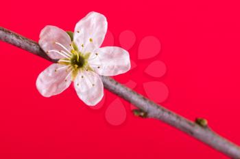 Flower in a tree on a red background (spring)