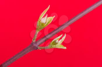 Tree in the spring (on a red background)