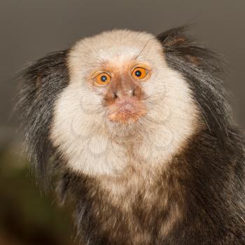 One Tufted-eared Marmoset in a dutch zoo